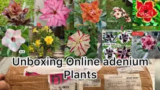 Unboxing Adenium Plants || Online Imported Adenium Plant Shopping And Repotting !