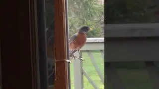 Spring - When Robins Fight With Their Reflection #spring #fight #robin #bird #nature #mating