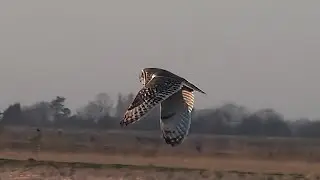 Short-eared Owls Hunting @ Eldernell