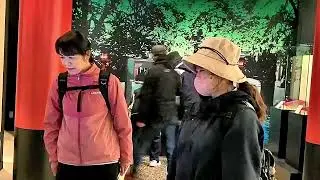 「久喜　河津さくら」ウォ－ク　2025年３月９日