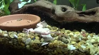 Our African Clawed Frogs Home