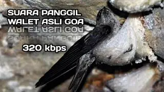 Suara Panggil Walet Asli Goa | Fey Rzky Walet