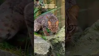 🐾 World's Smallest Cat Spotted in Panna National Park! 😻 #wildlife #nature