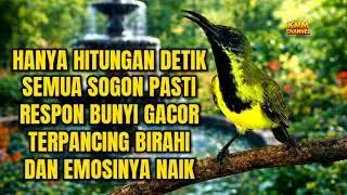 Pasti bunyi gacor‼️ Pancingan sogon agar emosi birahi jebol