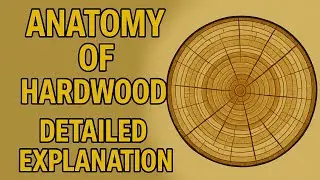 Anatomy of hardwood detailed explanation | PPT |