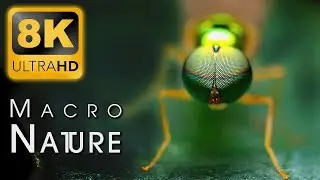 MACRO NATURE 8K Video Ultra HD 60fps HDR