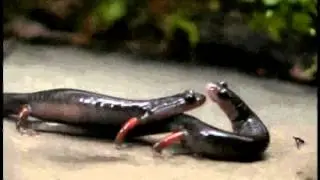 Pheromone Communication in Amphibians and Reptiles: Supplemental Video 1