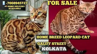 Top Quality Low Budget Bengal Cat Price Kolkata|Persian Cat |M-7008945727|Home Breed Kitten For Sale