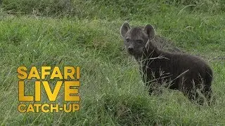 Mara Moment: Newest North Clan Cub