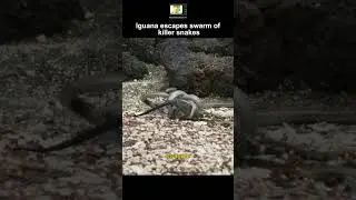 Cinematic wildlife escape. Iguana vs Snakes #animals #snakes #viral #shortsfeed #moments #unexpected