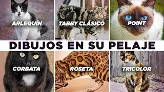¿Cual es el DIBUJO del PELAJE de TU GATO ?🎨😽 | Descubre TODOS los tipos y su origen 🌎🐈