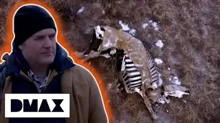 Mysterious Cattle Mutilations May Be Hiding An Alien Conspiracy! | UFO Witness