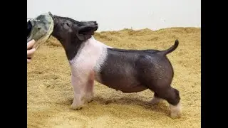 84-7 Crossbred Barrow 