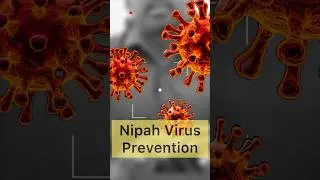 Nipah virus - Prevention (English) #shorts