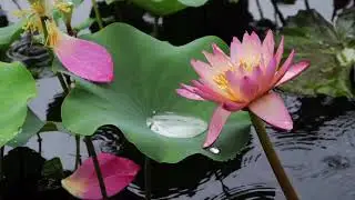 Relaxing Meditation Music | Peaceful Rain with Beautiful Flower Scenery 💐🌺🌷