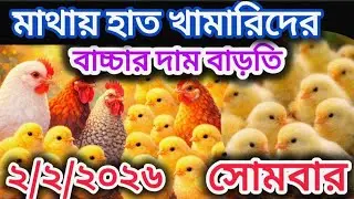 Today's Broiler & Sonali Chick Price Update | Today Broiler & Sonali Chick Price Update