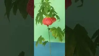#Hibiscus #Ghonta Joba #Chinese Lantean #Flower Plant #planting