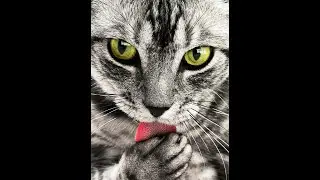 Unlocking Your Cat's Incredible Sense of Smell 🐱✨