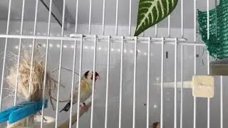 Cría jilgueros mayor 2020..(aviario Jardaliko Cortés)
