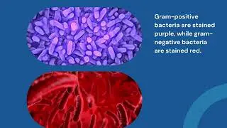 methods of staining microorganisms