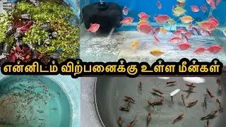 என்னிடம் விற்பனைக்கு உள்ள மீன்கள்|Erode|Guppy|All In Our Fishes|Sales |Aquarium#petslovechannel 