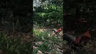 Wild chicken trap