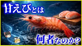 【ゆっくり解説】死後に甘くなる⁉身近な深海生物…「甘エビ」とは何者なのか？を解説/なぜ日本人だけが甘エビを生で食べるのか？