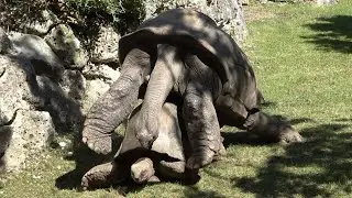 Tortoise Mating