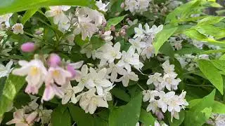 Austria, Wien, Setagayapark, Австрия, Вена, Парк Сэтагая, 01.05.2025