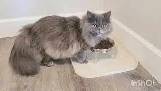 Elevated cat Bowl, Stainless Steel Cat Food Dishes, Overview | Is it Worth it? #ad #amazoninfluencer