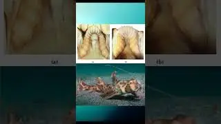 new @shark