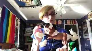 Breyer Model Horses For Sale Or Customizing