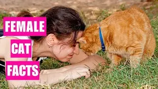 10 Surprising Facts About Female Cats You Don't Know
