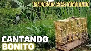 BIGODINHO TORNIADO CANTANDO BONITO temporada 2026