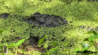 Huge Alligator in Swamp in Low Water at Black Bear Wilderness Area! Sanford, Florida 