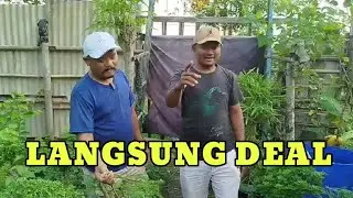 Dulu Bonsai Ini Mahal !! Menyusuri Kebun Bonsai