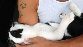 Real Men Love Cats