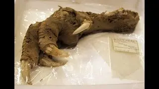 Astonishing Discovery of Mount Owen Claw! Extinct Moa so Well-Preserved could be Cloned & Revived!