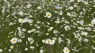 Western Washington Wildflowers   4K