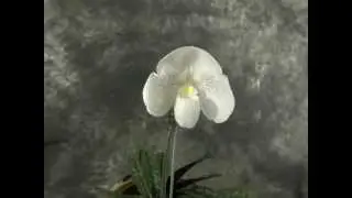 65. Orchids Time Lapse