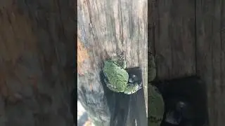 Unbelievable camouflage frog 🐸 #frog #frogs #camoflauge #amphibian