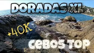 Mejores CEBOS para DORADA XL con SORPRESA | SURFCASTING