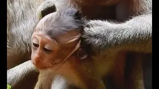 So pity ! Little baby Brutus Jr hurt much got pluck hair by Merry| Baby Brotus  Jr silent cry to mom