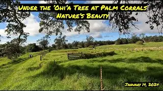 Under the 'Ohi'a Tree at Palm Corrals - Nature's Beauty #hawaii #ohiatree #rewilding