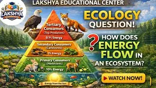 🌱 3D Energy Pyramid in Ecosystem | Energy Flow Explained for Students  #dilogus  #viralreels