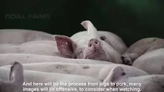 Modern Pig Farm For Food - Fresh Pork Production Process - Automatic Pork Cutting Line Machine