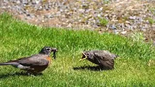 Teaching baby robin to hunt worms