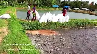 IMPACTS OF PELLETED FEEDS ON THE HEALTH OF COMMERCIALLY IMPORTANT HYBRID CATFISH IN PONDS