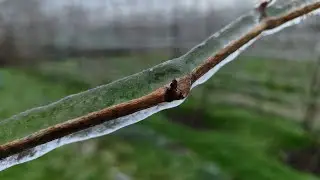 Ледяной дождь на винограде, что делать?
