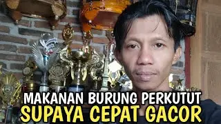 MAKAN BURUNG PERKUTUT CEPAT GACOR - TIPS PENTING ...!!!
